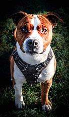 Donne Shango amstaff mâle 7 ans - Gironde