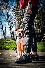 Donne Shango amstaff mâle 7 ans - Gironde - Photo 2