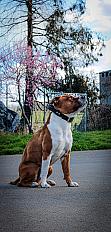 Donne Shango amstaff mâle 7 ans - Gironde - Photo 3