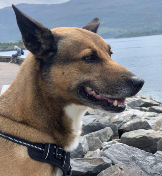 Donne malinois x border collie mâle 9 ans - Loire Atlantique