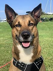 Donne malinois x border collie mâle 9 ans - Loire Atlantique - Photo 2