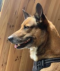 Donne malinois x border collie mâle 9 ans - Loire Atlantique - Photo 3
