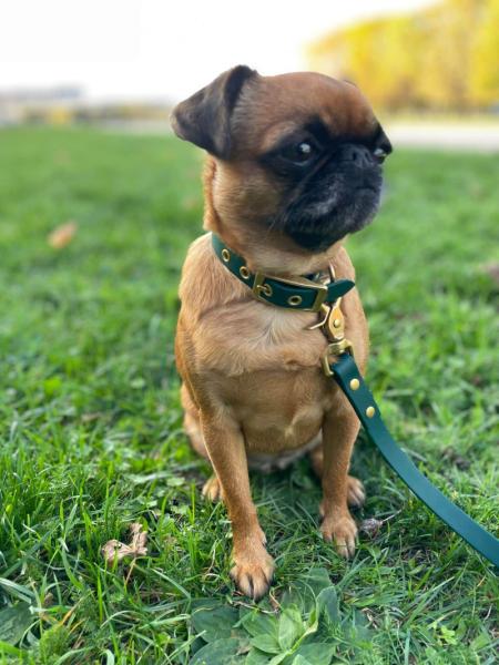 Donne spitz nain (5 ans) et petit brabancon (2 ans) ensemble - Yvelines