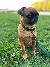 Donne spitz nain (5 ans) et petit brabancon (2 ans) ensemble - Yvelines