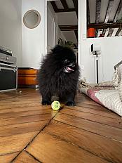 Donne spitz nain (5 ans) et petit brabancon (2 ans) ensemble - Yvelines - Photo 2