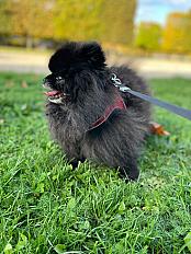 Donne spitz nain (5 ans) et petit brabancon (2 ans) ensemble - Yvelines - Photo 3