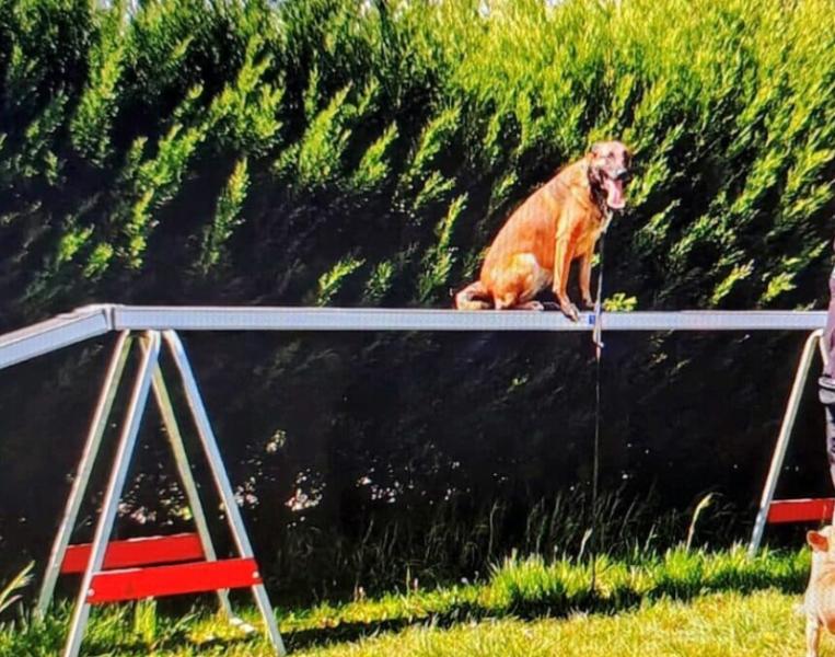 Donne berger malinois femelle 9 ans - Paris