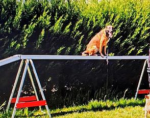 Donne berger malinois femelle 9 ans - Paris