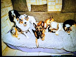 Donne berger malinois femelle 9 ans - Paris - Photo 2