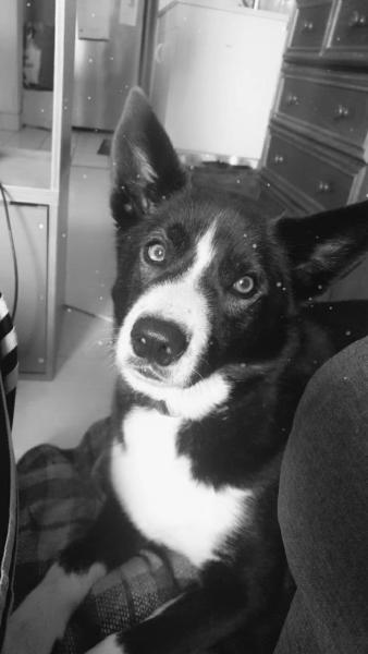 Donne Husky croisé border collie 7 ans - Pas de Calais