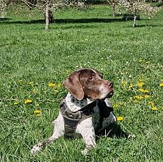 Donne braque français mâle adulte - Yvelines