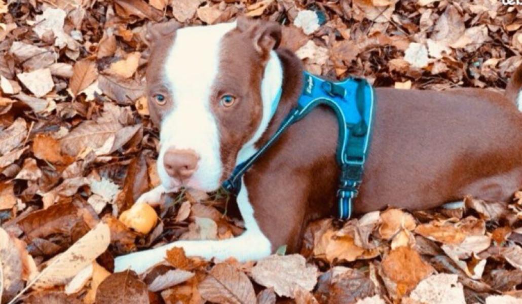 Donne staffie croisé mâle 6 ans - Yonne