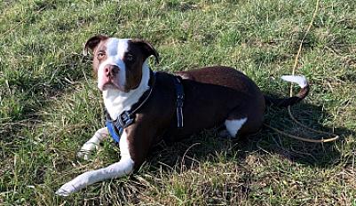 Donne staffie croisé mâle 6 ans - Yonne - Photo 2