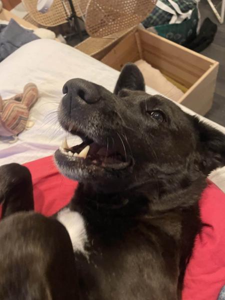 Donne Berger Créole femelle 4 ans - Val de Marne