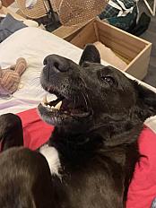 Donne Berger Créole femelle 4 ans - Val de Marne