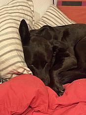 Donne Berger Créole femelle 4 ans - Val de Marne - Photo 2