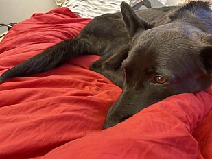 Donne Berger Créole femelle 4 ans - Val de Marne - Photo 3