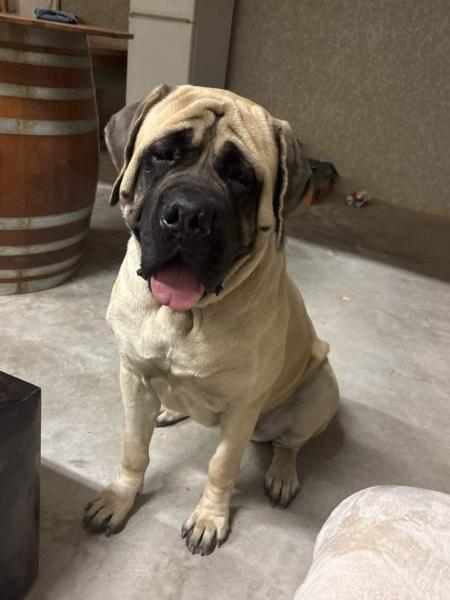 Donne Mastiff anglais femelle 11 mois - Hérault