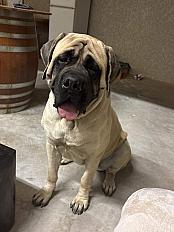 Donne Mastiff anglais femelle 11 mois - Hérault