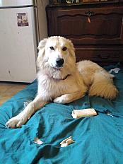 Donne Chienne croisée 1 an - Ariège