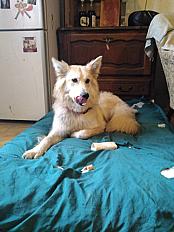 Donne Chienne croisée 1 an - Ariège - Photo 2