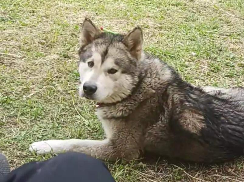 Donne chien Alaskan Malamute LOF 3 ans - Haute Savoie