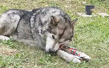 Donne chien Alaskan Malamute LOF 3 ans - Haute Savoie - Photo 2