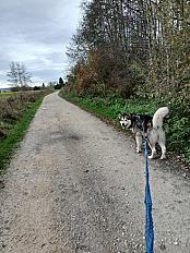 Donne chien Alaskan Malamute LOF 3 ans - Haute Savoie - Photo 3