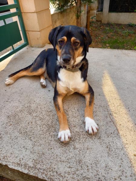 Donne Chienne bouvier 3 ans - Seine et Marne