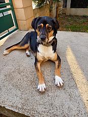 Donne Chienne bouvier 3 ans - Seine et Marne