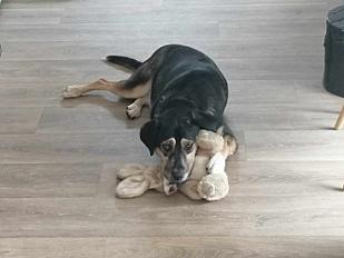 Donne Chienne bouvier 3 ans - Seine et Marne - Photo 2