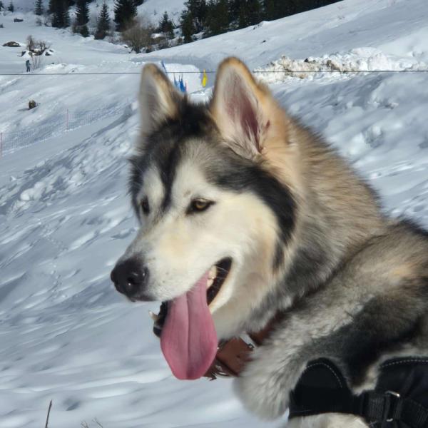 Donne femelle Husky sibérien 3 ans - Haute Savoie
