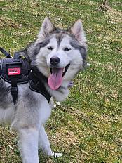 Donne femelle Husky sibérien 3 ans - Haute Savoie - Photo 2