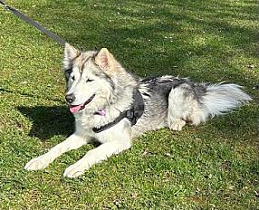 Donne femelle Husky sibérien 3 ans - Haute Savoie - Photo 3