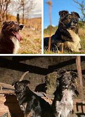 Donne chien border collie (Césium) 6 ans - Ain