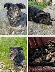 Donne chien border collie (Salto) 4 ans - Ain