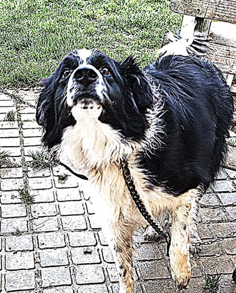 Donne Locky border collie plein d'énergie mâle 2 ans - Eure et Loire