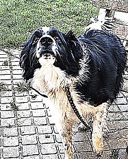 Donne Locky border collie plein d'énergie mâle 2 ans - Eure et Loire