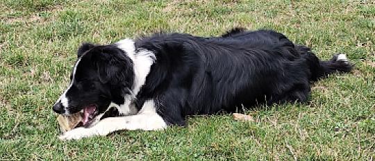 Donne Locky border collie plein d'énergie mâle 2 ans - Eure et Loire - Photo 2