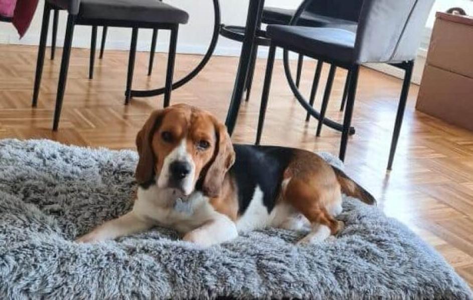 Donne chien beagle mâle 4 ans - Hauts de Seine
