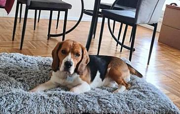 Donne chien beagle mâle 4 ans - Hauts de Seine