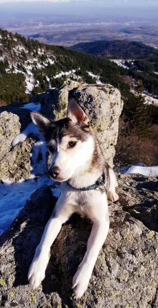 Donne magnifique chienne Husky x Jack Russel 9 ans - Ain