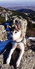 Donne magnifique chienne Husky x Jack Russel 9 ans - Ain