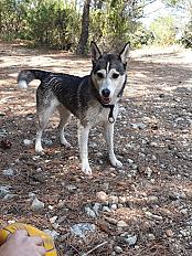 Donne magnifique chienne Husky x Jack Russel 9 ans - Ain - Photo 2