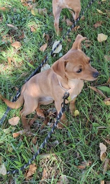 Donne femelle type Pinscher nain 1 an - Haute Saône