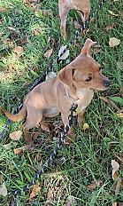 Donne femelle type Pinscher nain 1 an - Haute Saône