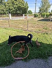 Donne femelle type Pinscher nain 1 an - Haute Saône - Photo 2