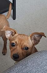 Donne femelle type Pinscher nain 1 an - Haute Saône - Photo 3