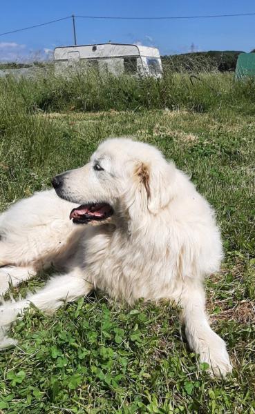 Donne chien patou mâle 6 ans - Gard