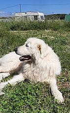 Donne chien patou mâle 6 ans - Gard